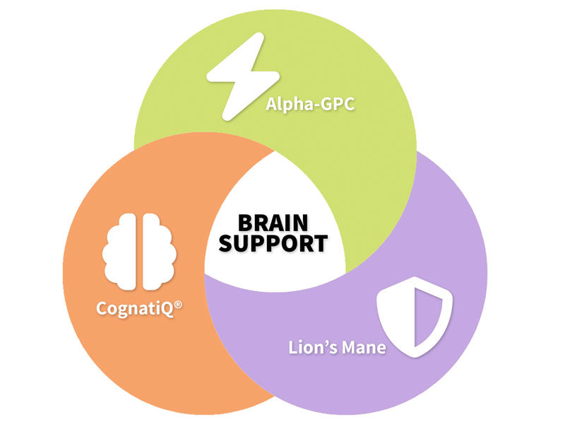 Brain-support diagram: CognatiQ, Alpha-GPC, and Lion's Mane